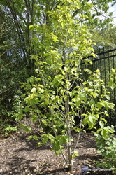 Magnolia x 'Yellow Bird' — photo 5